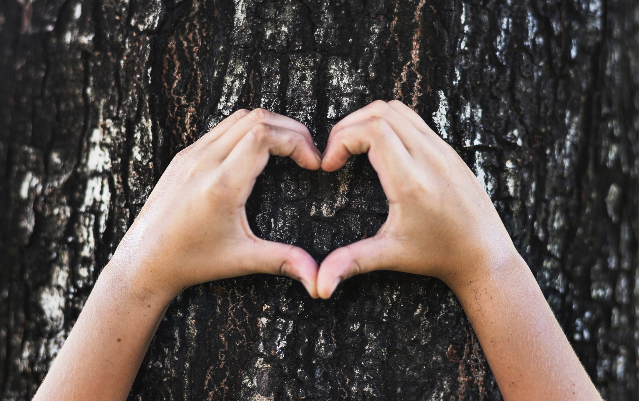 Två händer framför ett träd bildar ett hjärta.