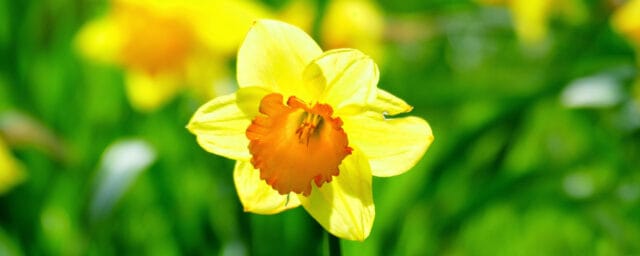 Påskens gudstjänster